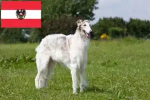 Read more about the article Borzoi crescători și căței în Austria