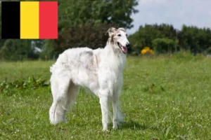 Read more about the article Borzoi crescători și căței în Belgia