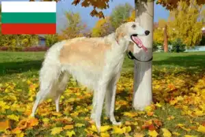 Read more about the article Borzoi crescători și căței în Bulgaria