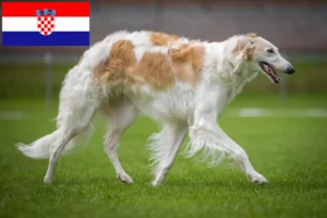 Read more about the article Borzoi crescători și căței în Croația