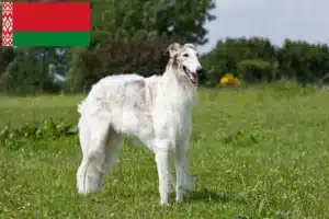 Read more about the article Borzoi crescători și căței în Belarus