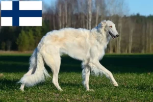 Read more about the article Borzoi crescători și căței în Finlanda