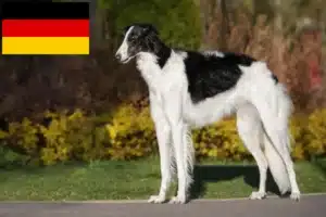 Read more about the article Borzoi crescători și căței în Germania