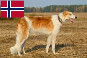 Read more about the article Borzoi crescători și căței în Norvegia