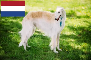 Read more about the article Borzoi crescători și căței în Olanda