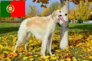 Read more about the article Borzoi crescători și căței în Portugalia