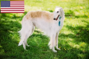 Read more about the article Borzoi crescători și căței în SUA