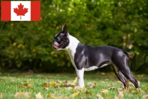 Read more about the article Boston Terrier crescători și căței în Canada