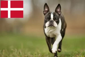 Read more about the article Boston Terrier crescători și căței în Danemarca