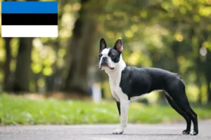 Read more about the article Boston Terrier crescători și căței în Estonia