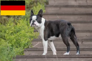 Read more about the article Boston Terrier crescători și căței în Germania