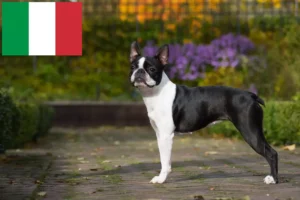 Read more about the article Boston Terrier crescători și căței în Italia