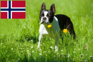 Read more about the article Boston Terrier crescători și căței în Norvegia