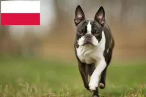 Read more about the article Boston Terrier crescători și căței în Polonia