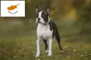 Read more about the article Boston Terrier crescători și căței în Cipru