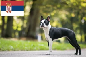 Read more about the article Boston Terrier crescători și căței în Serbia