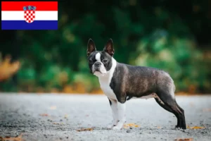 Read more about the article Boston Terrier crescători și căței în Croația