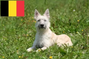 Read more about the article Bouvier des Ardennes crescători și căței în Belgia