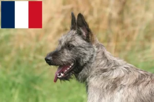 Read more about the article Bouvier des Ardennes crescători și căței în Franța