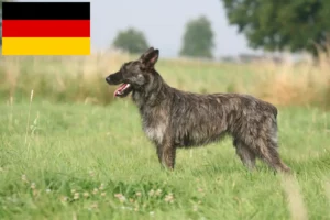 Read more about the article Bouvier des Ardennes crescători și căței în Germania