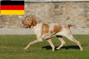 Read more about the article Bracco Italiano crescători și căței în Germania