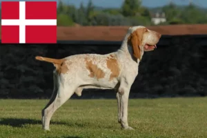 Read more about the article Bracco Italiano crescători și căței în Danemarca