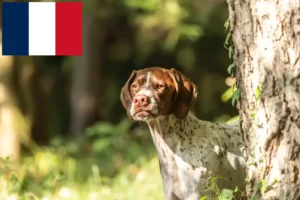 Read more about the article Braque français tip Gascogne crescători și căței în Franța