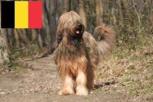 Read more about the article Briard crescători și căței în Belgia