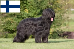 Read more about the article Briard crescători și căței în Finlanda