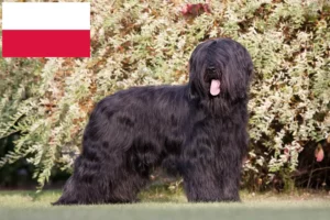 Read more about the article Briard crescători și căței în Polonia