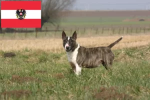 Read more about the article Bull Terrier crescători și căței în Austria