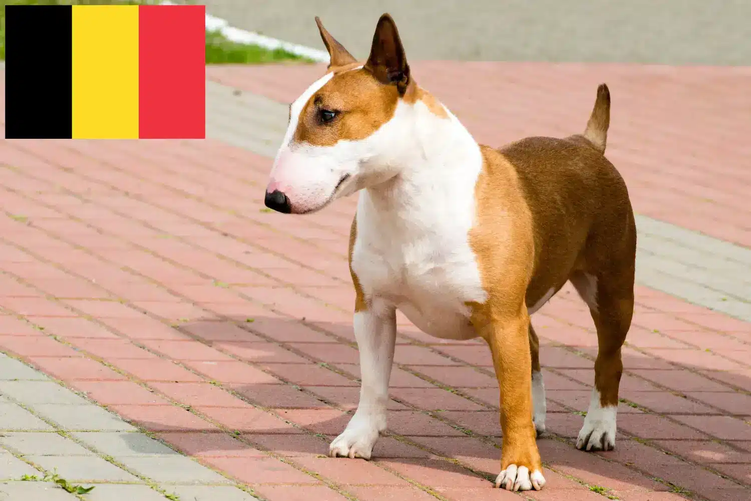 Read more about the article Bull Terrier crescători și căței în Belgia