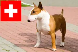 Read more about the article Bull Terrier crescători și căței în Elveția