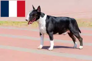 Read more about the article Bull Terrier crescători și căței în Franța