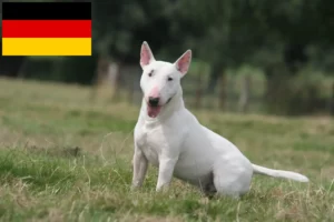 Read more about the article Bull Terrier crescători și căței în Germania