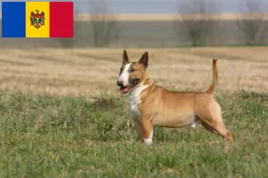 Read more about the article Bull Terrier crescători și căței în Moldova