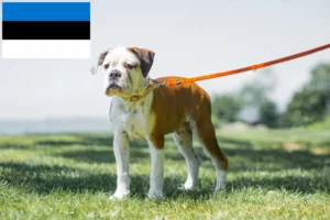 Read more about the article Crescători de Bulldog Continental și căței în Estonia