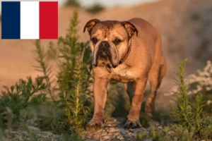 Read more about the article Crescători de Bulldog Continental și căței în Franța