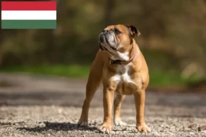 Read more about the article Crescători de Bulldog Continental și căței în Ungaria