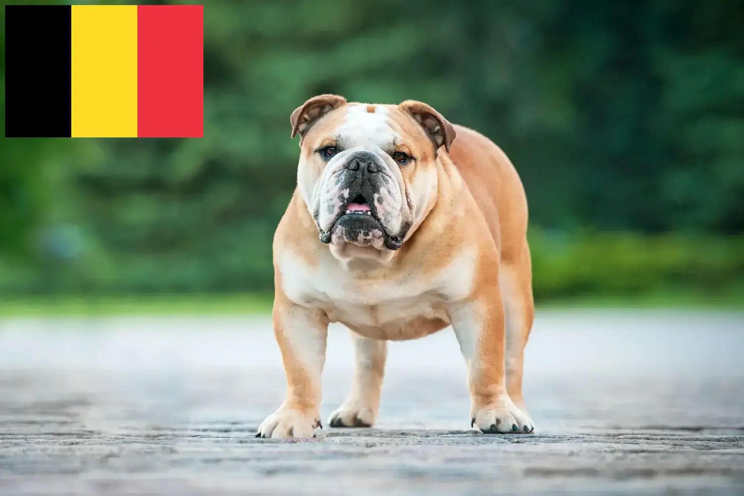 Read more about the article English Bulldog crescători și căței în Belgia