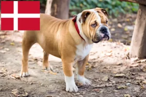 Read more about the article English Bulldog crescători și căței în Danemarca