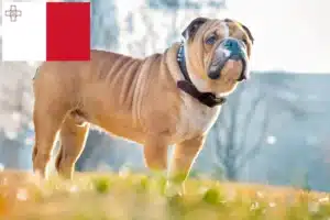 Read more about the article English Bulldog crescători și căței în Malta