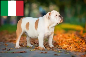 Read more about the article English Bulldog crescători și căței în Italia