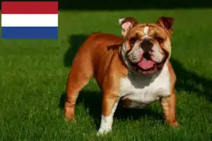 Read more about the article Crescători de Bulldog Englez și căței în Olanda