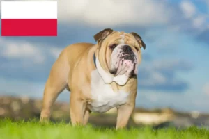 Read more about the article English Bulldog crescători și căței în Polonia