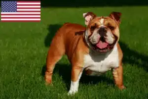 Read more about the article English Bulldog crescători și căței în SUA