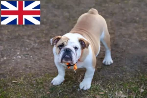 Read more about the article English Bulldog crescători și căței în Marea Britanie