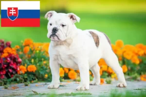 Read more about the article Crescători de Bulldog Englez și căței în Slovacia