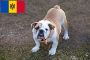 Read more about the article Crescători de Bulldog Englez și căței în Moldova