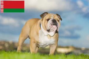 Read more about the article English Bulldog crescători și căței în Belarus